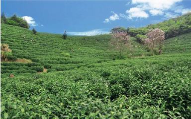 武夷山岩脉茶业简介及招商加盟信息