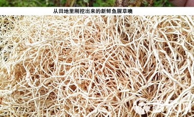 鱼腥草根