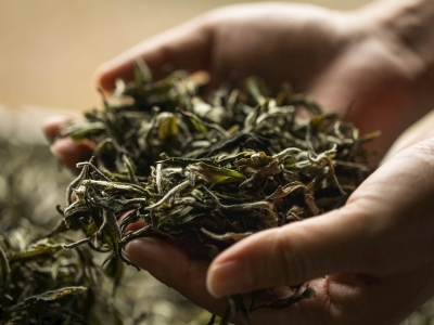 无经验无人脉，新手如何成功开启茶叶批发零售之路